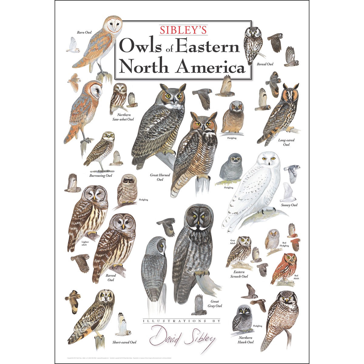 Lewersdept117 19 X 27 In. Owls Of Eastern North America Poster