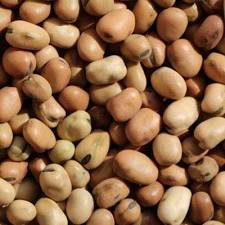 UPC 881964000110 product image for 1254127 25 lbs Organic Fava Beans | upcitemdb.com