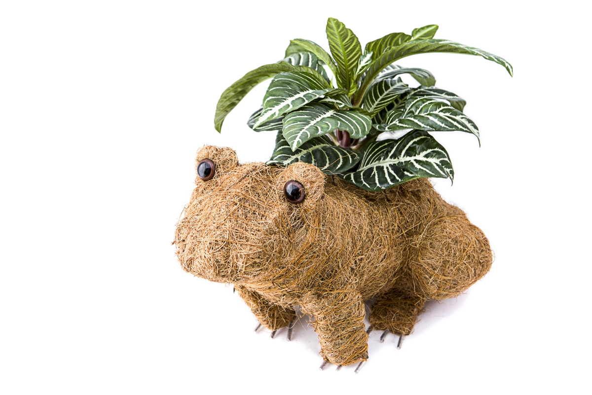3090 Coco Animal Planter - Frog
