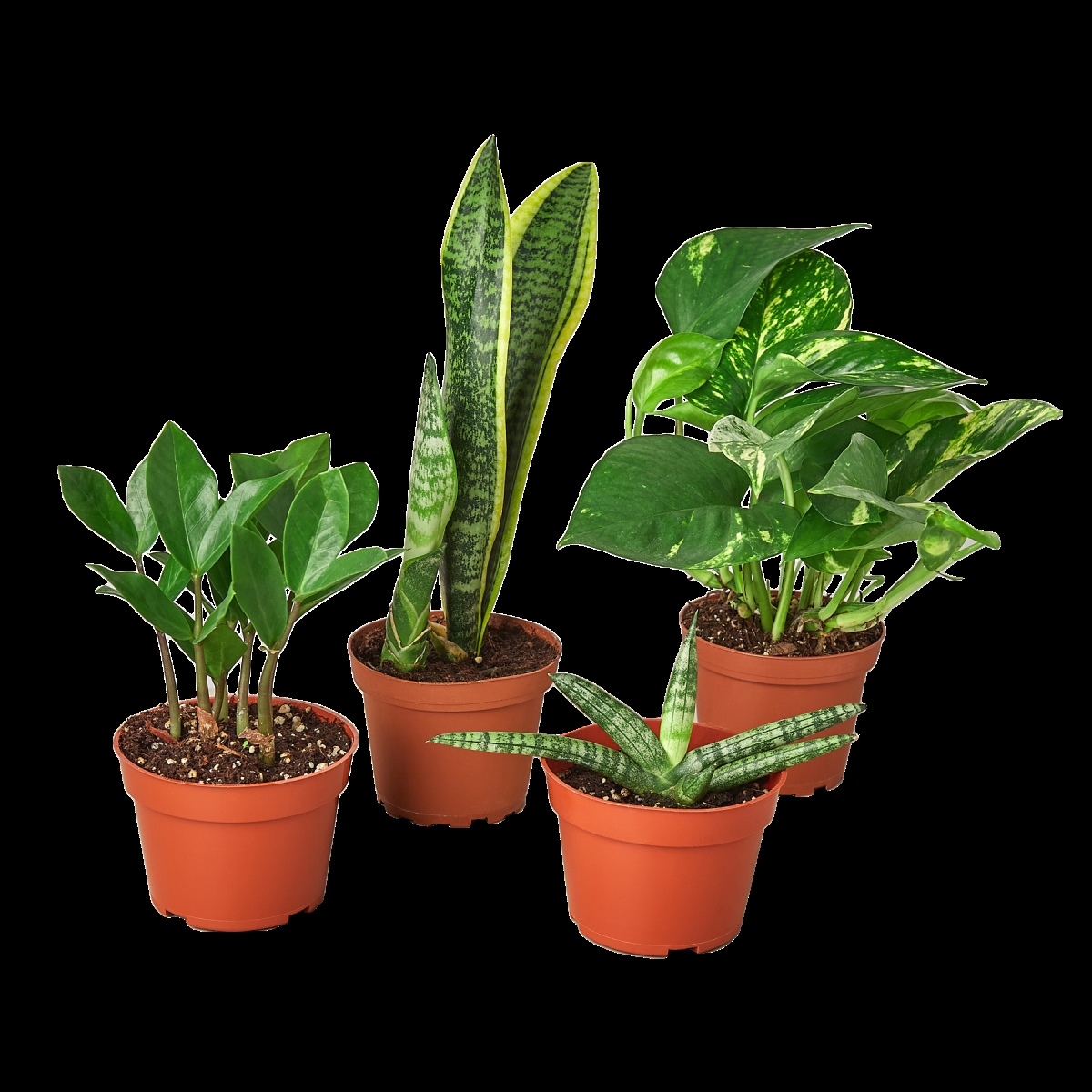 BUNDLE-EASY.CARE-4IN Easy Care Variety Bundle