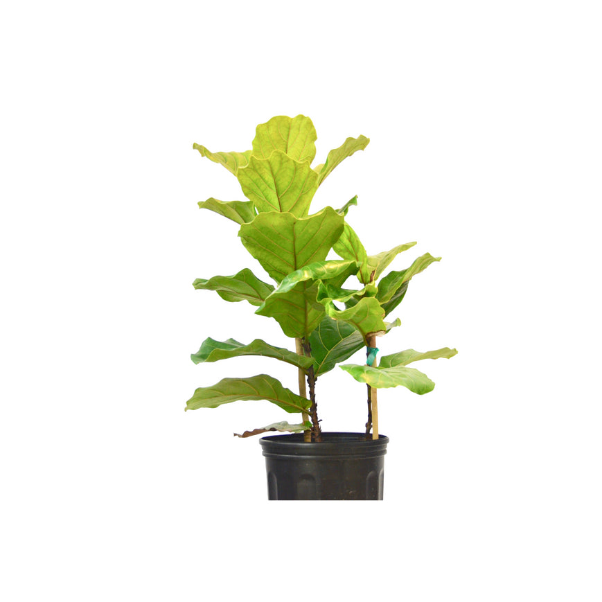UPC 743399000106 product image for 10-FICUS-LYRATA 10 in. Pot Ficus Lyrata Fiddle Leaf Fig | upcitemdb.com