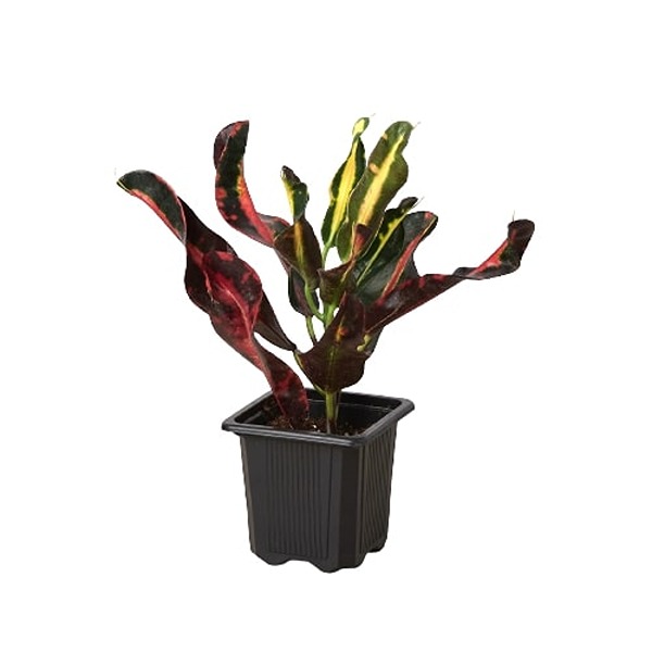 3-CROTON-MAMMY Mammy Croton Plant