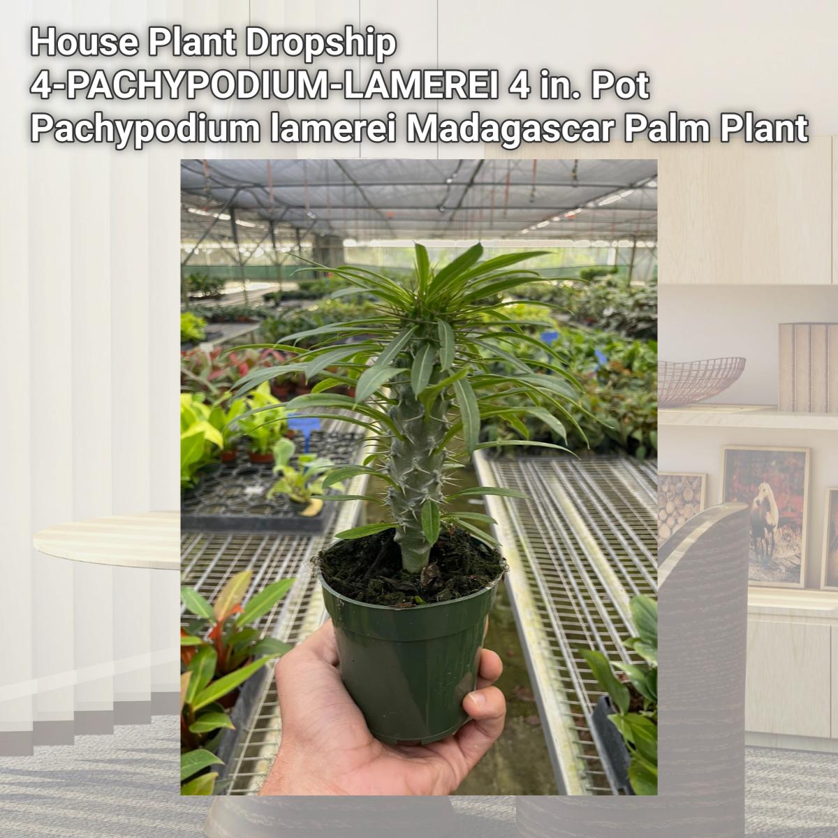 funeral plants Pink and White Standing Spray main image 1