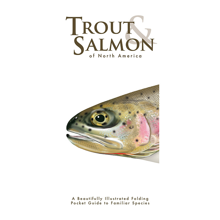 603852 Trout & Salmon Of North American