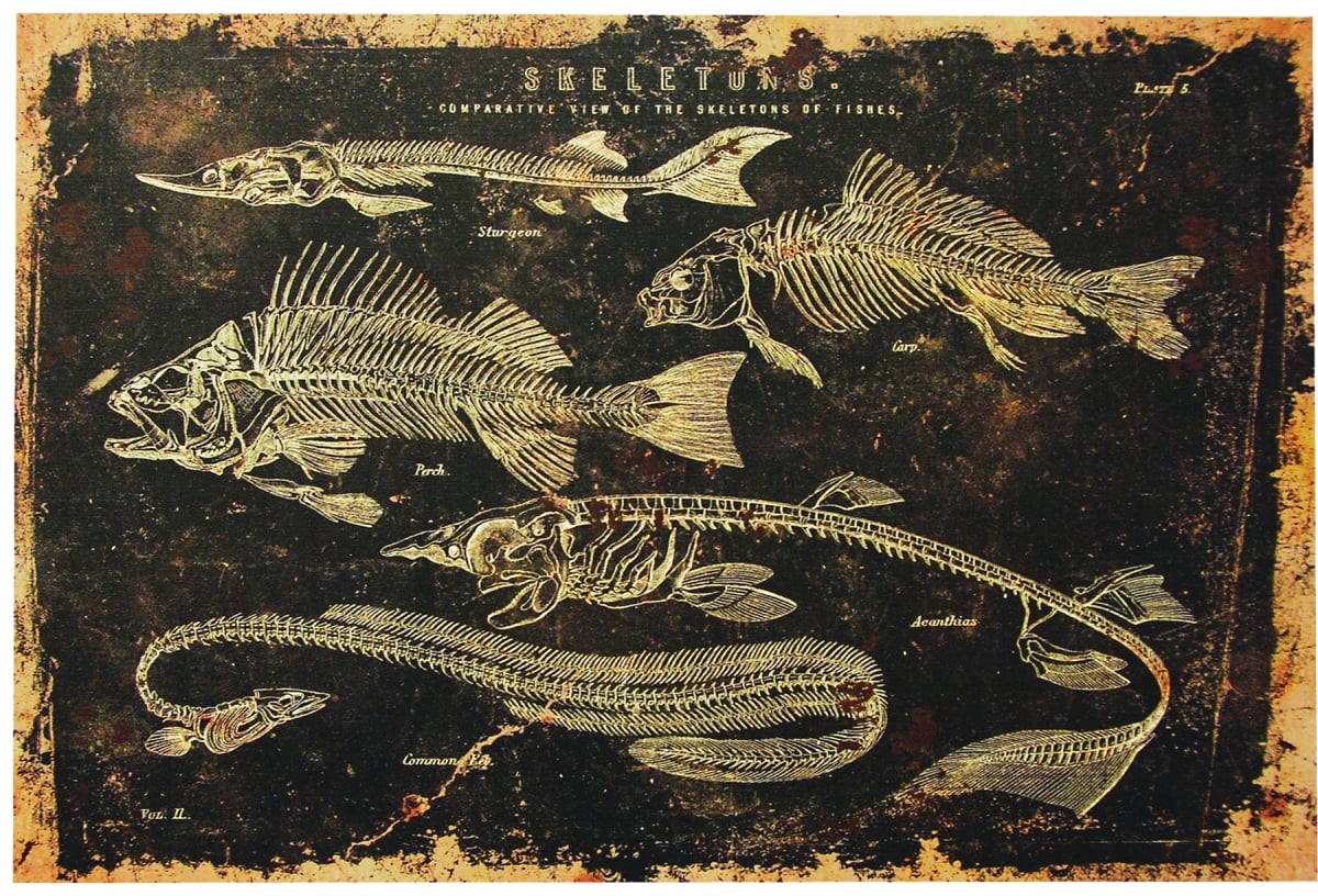 Ss72861 Skeleton Fish Canvas Without Frame Costume