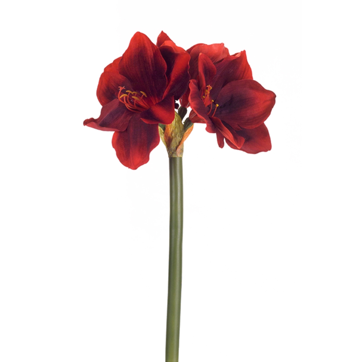 72919ds 24 In. Polyester Amaryllis Stem, Red & Green - Set Of 12