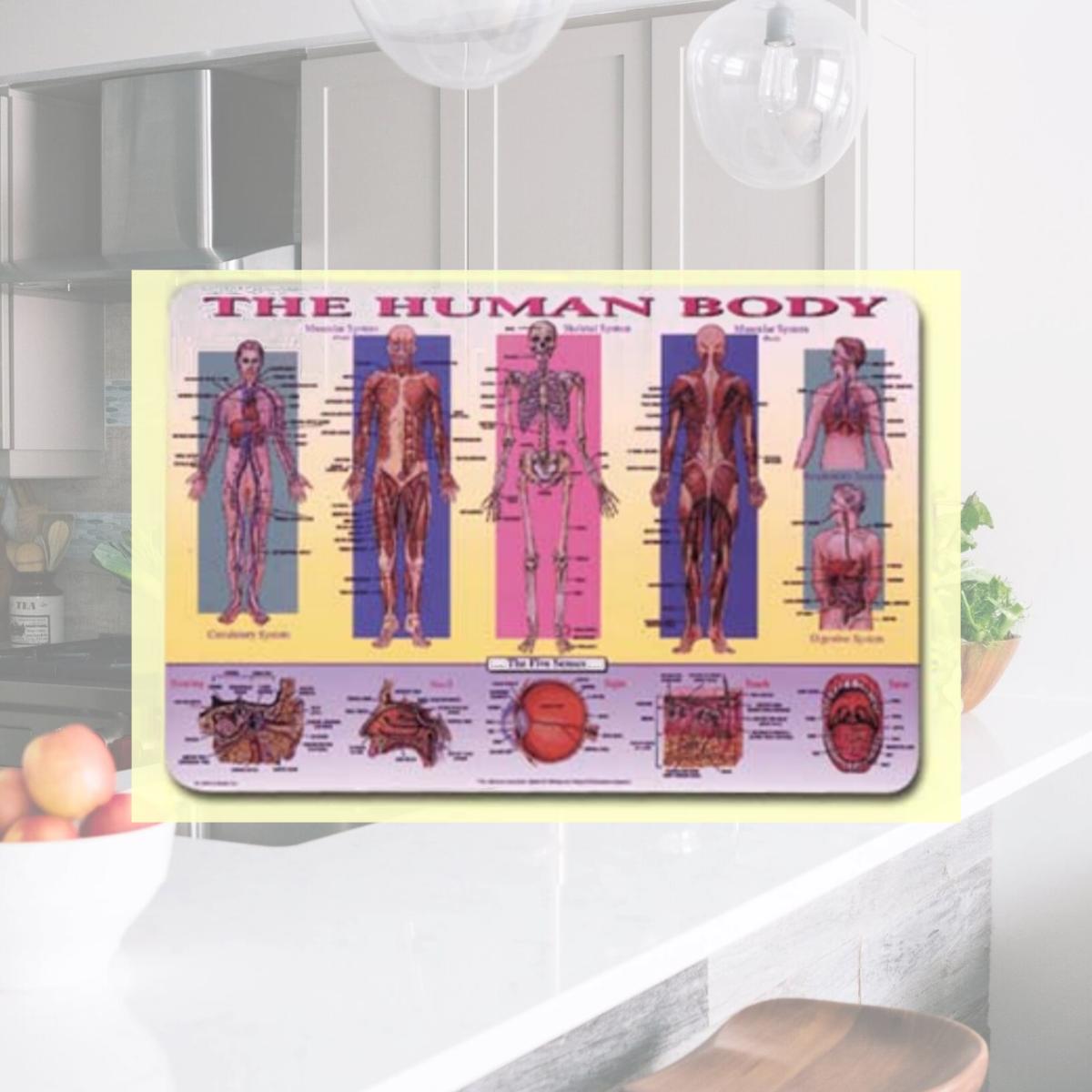 Picture of Painless Learning HUM-1 Human Body Placemat - Pack of 4