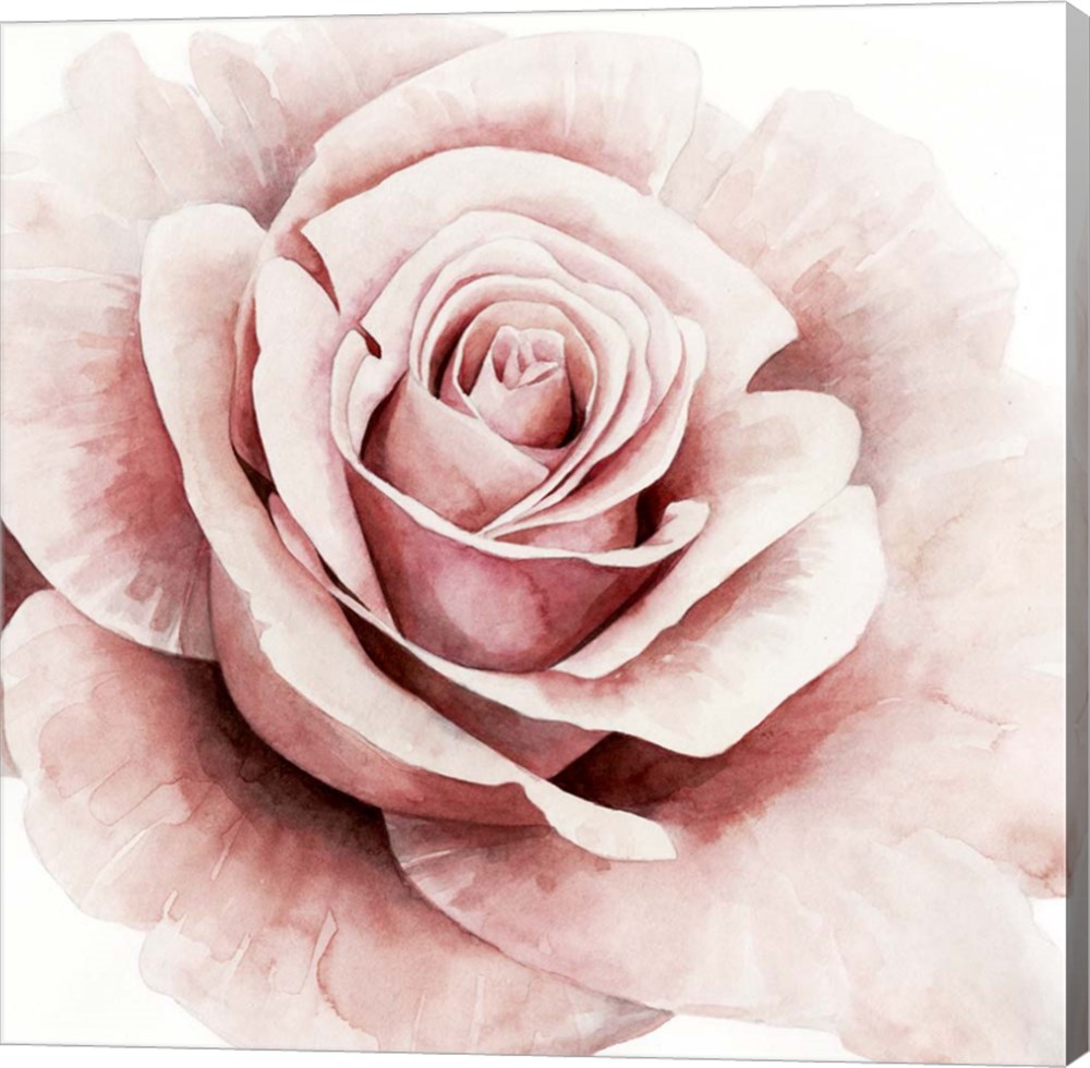 C947772-0120000-aaaacma Pink Rose I By Grace Popp Canvas Wall Art - 12 X 12 In.
