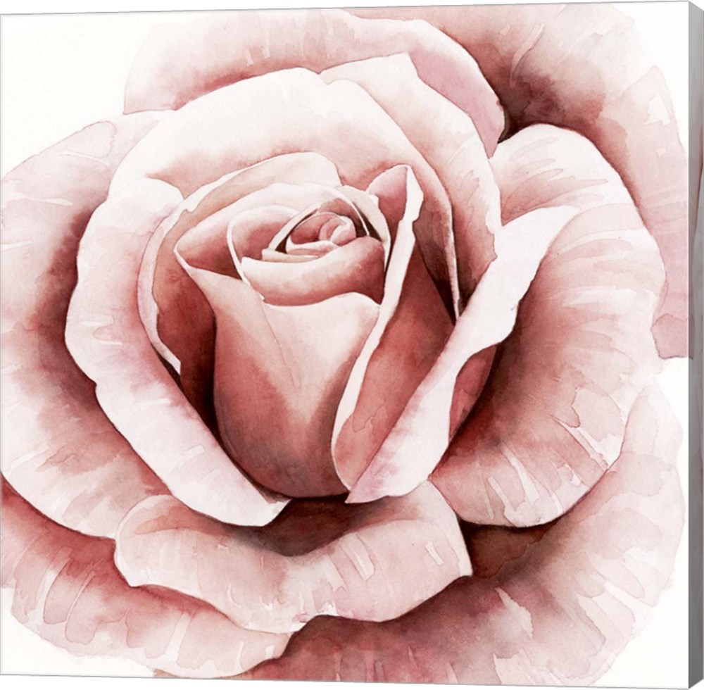C947773-0120000-aaaacma Pink Rose Ii By Grace Popp Canvas Wall Art - 12 X 12 In.