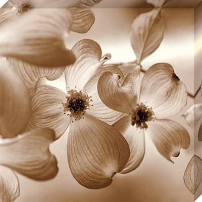 Cv1061-1111 11 X 11 In. Dogwood Canvas Gallery Wrapped Art Print