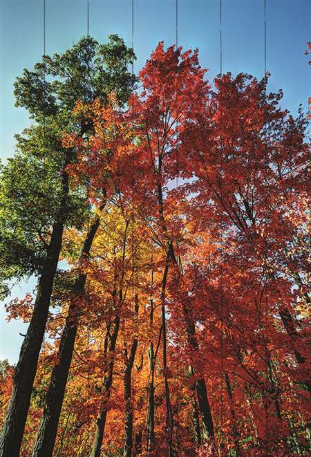 Npa1003 24.5 X 36 In. Autumn Trees Landscape Wood Pallet Art Print