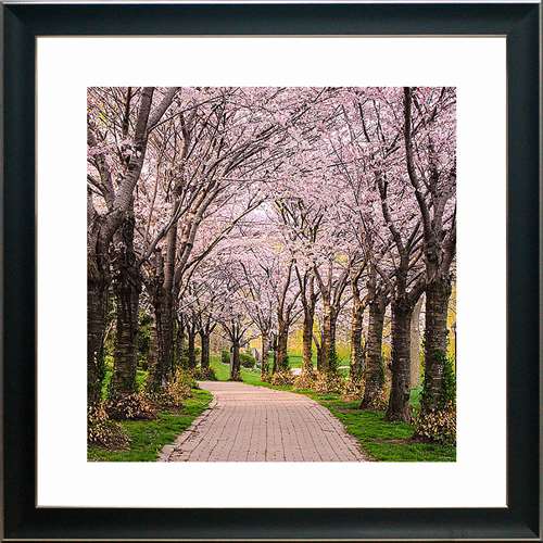 N2078 18 X 18 In. Cherry Blossom Trail Framed Art Print