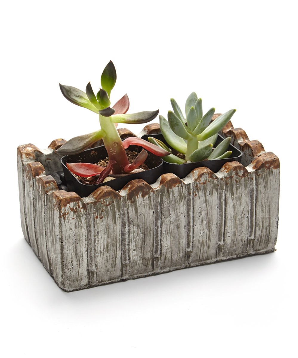 Pa-sa02 2 In. Live Succulent Gift Set - Two Plants