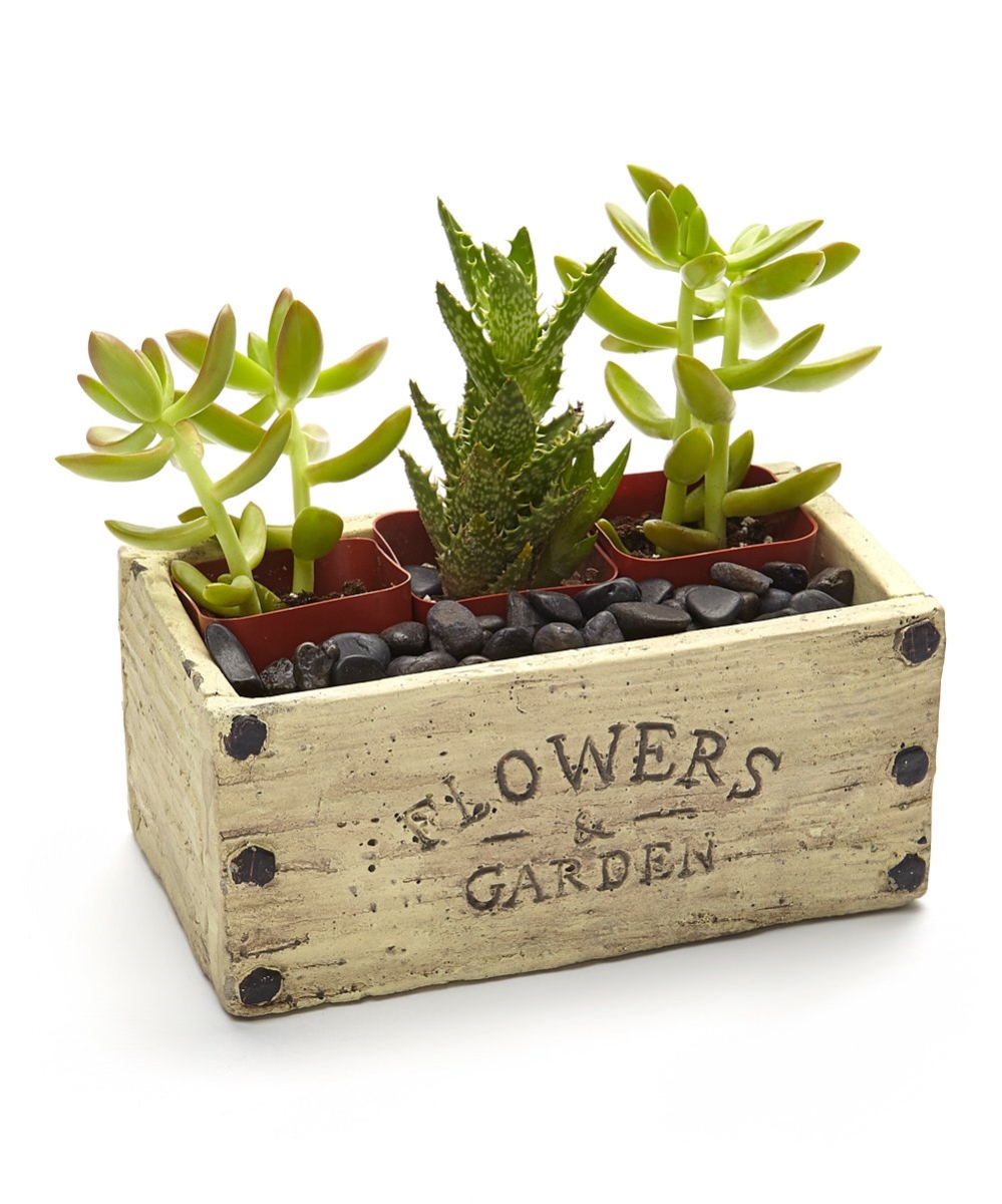 Pa-sa03 2 In. Live Succulent Gift Set - Three Plants