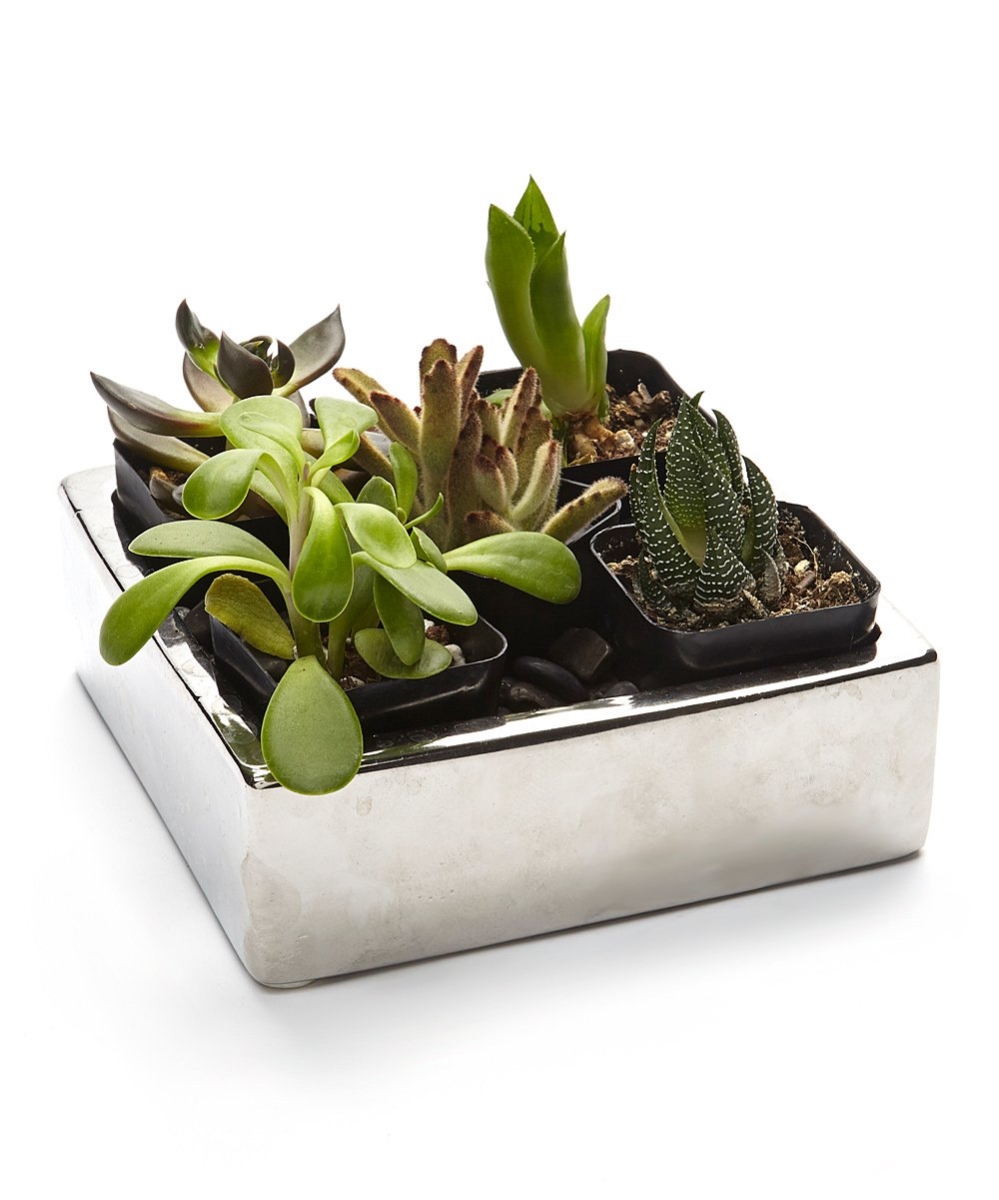 Pa-sa05 2 In. Live Succulent Gift Set - Five Plants