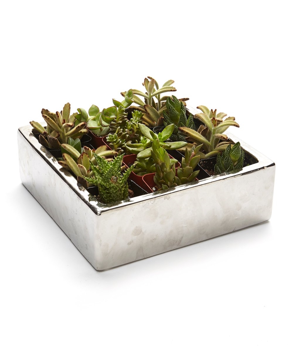 Pa-sa12 2 In. Live Succulent Gift Set - 12 Plants