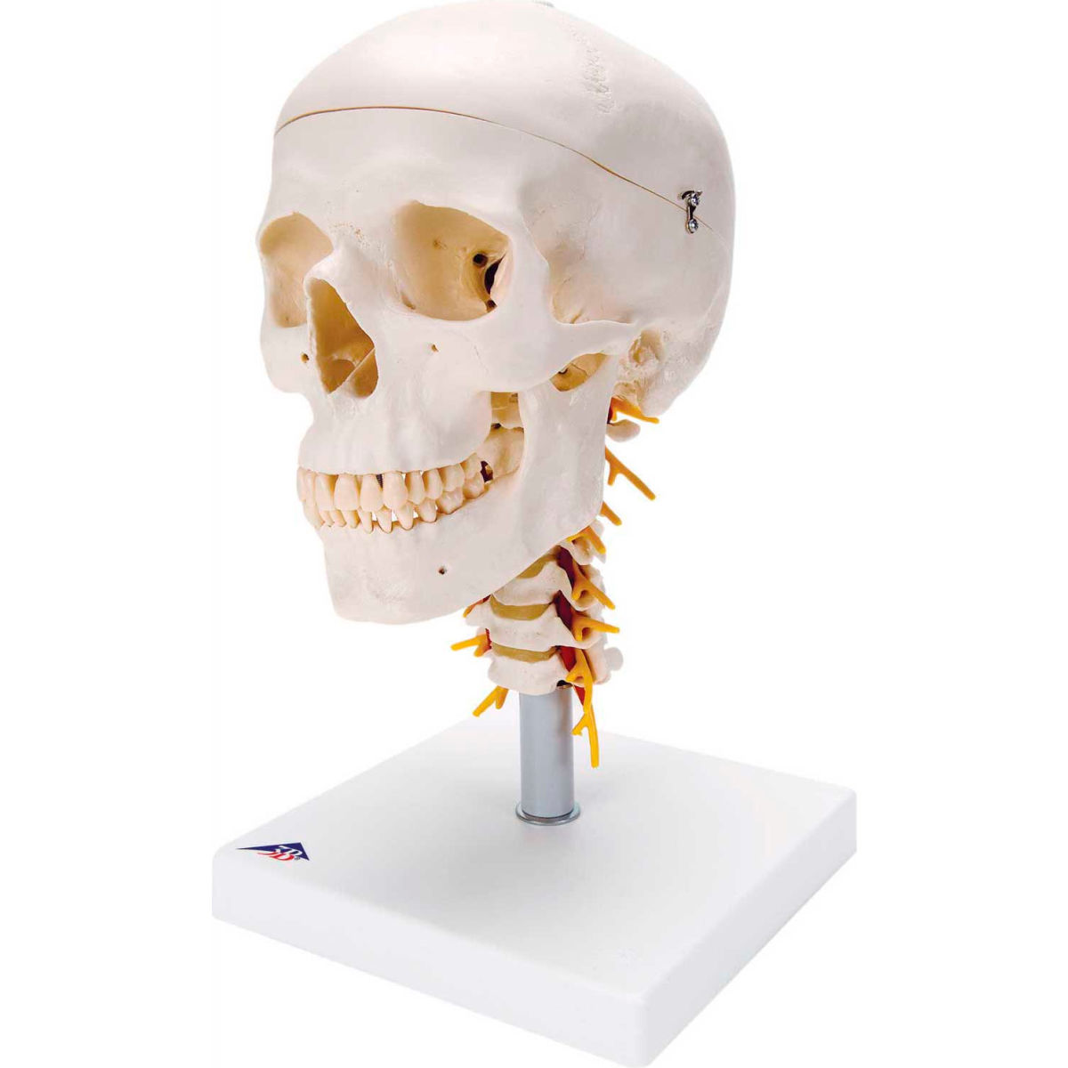 B2138020 3B Anatomical Model - 4-Part Classic Skull on Cervical Spine