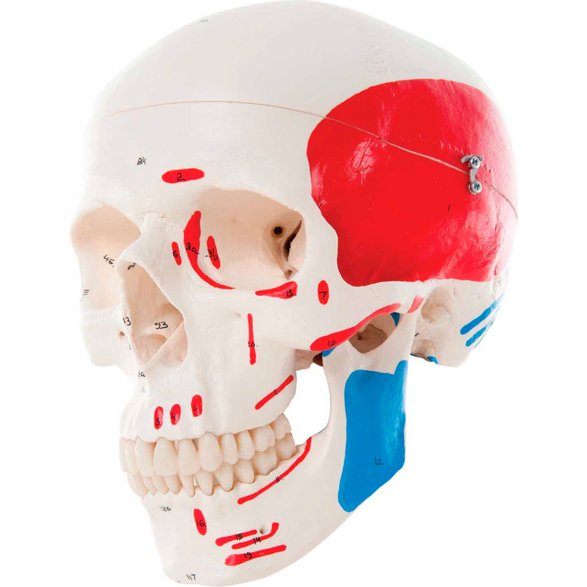 B2138016 3B Anatomical Model - 3-Part Painted Classic Skull
