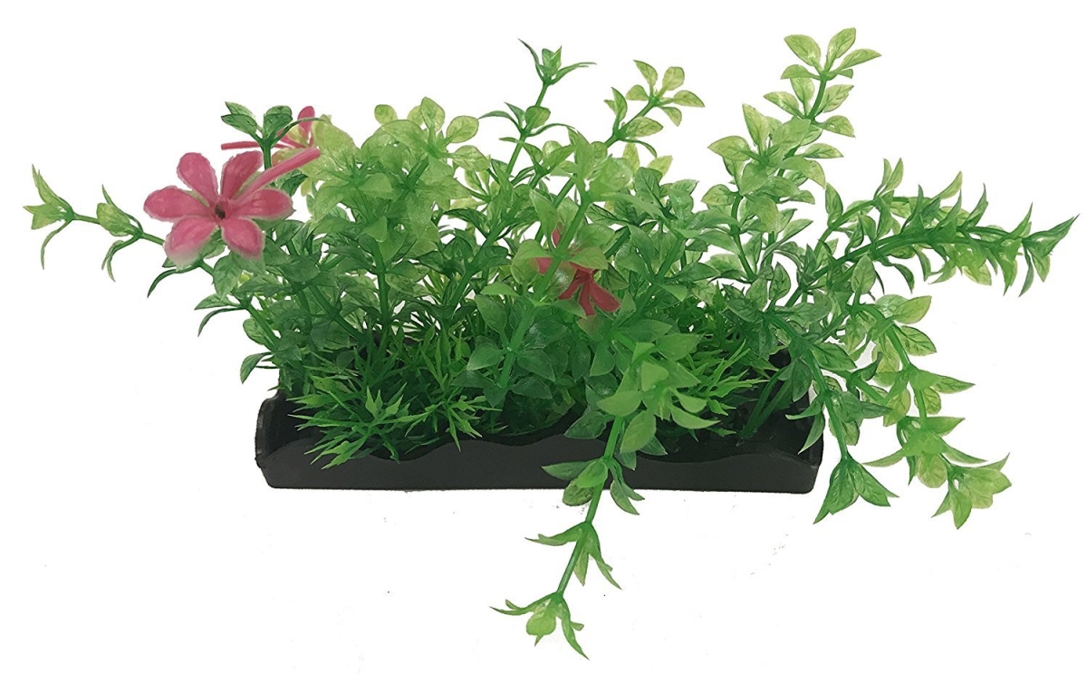 Apbp4p Medium Green & Pink Bunch Plants - 5 Piece