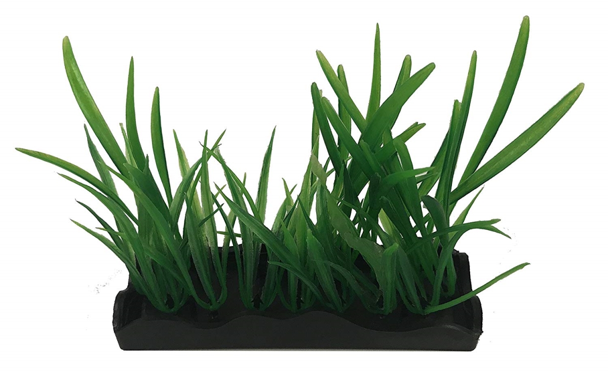 Apbp5p Medium Hairgrass Green Bunch Plants - 5 Piece