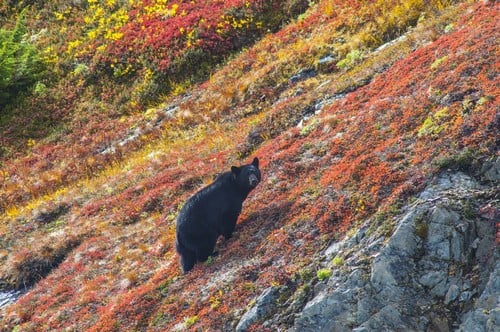 UPC 759332983894 product image for Black Bear Standing On A Colorful Autumn Hillside Kenai Fjords National Park Sou | upcitemdb.com