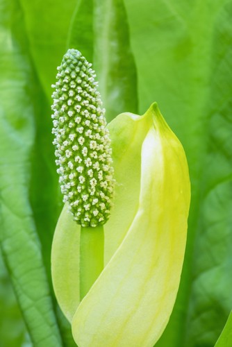 A Young Western Skunk Cabbage Poster Print By Kevin Smith, 24 X 38 - Large