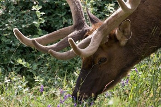 UPC 714224091118 product image for Portrait of Elk Feeding at Jasper National Park Canada Poster Print by Diane Joh | upcitemdb.com