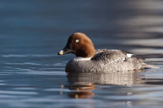 UPC 714224053802 product image for Common Goldeneye Hen Vancouver British Columbia Canada Poster Print by Rick a Br | upcitemdb.com
