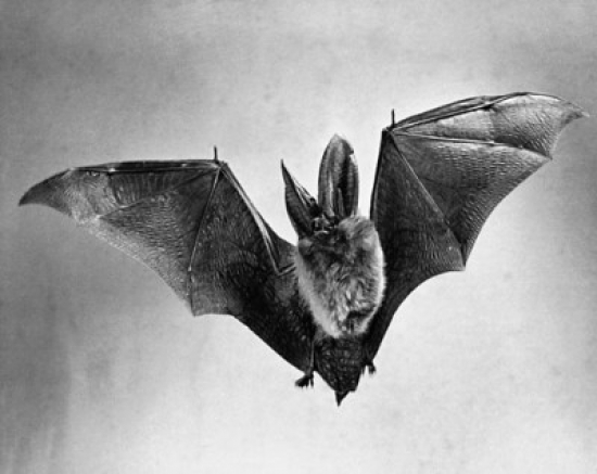 UPC 714224000059 product image for Bat Flying with Wings Spread Poster Print - 18 x 24 in. | upcitemdb.com