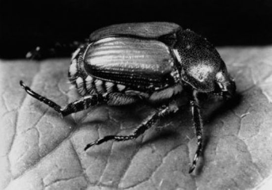 UPC 714224000066 product image for Close-Up of a Japanese Beetle Popillia Japonica Poster Print - 18 x 24 in. | upcitemdb.com