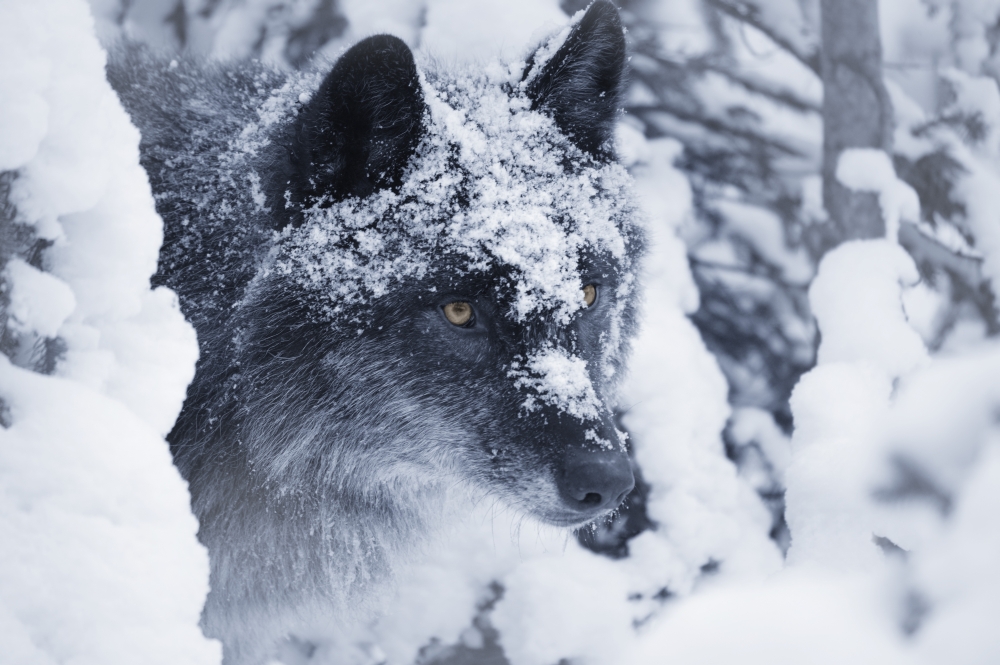 Lone Wolf in Snow Poster Print by Don Hammond, 34 x 22 - Large