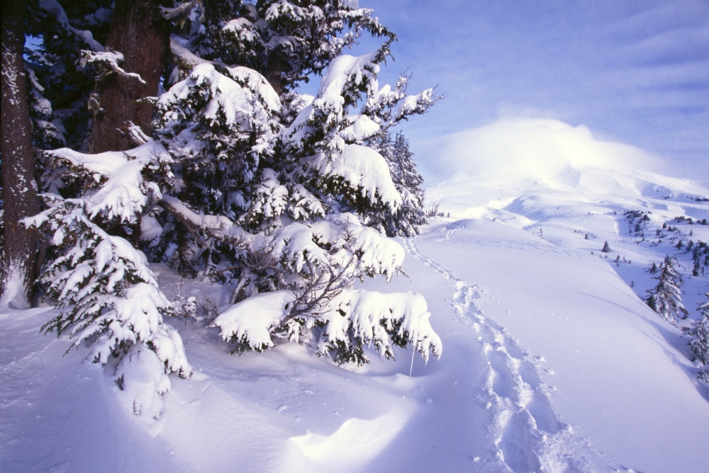 Tracks in The Snow Poster Print by Natural Selection Craig Tuttle - 36 x 24 - Large