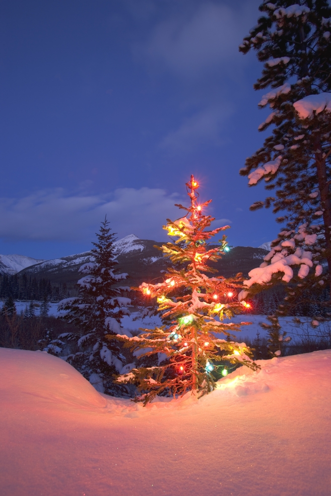 Christmas Tree Outdoors At Night Poster Print by Carson Ganci - 11 x 17