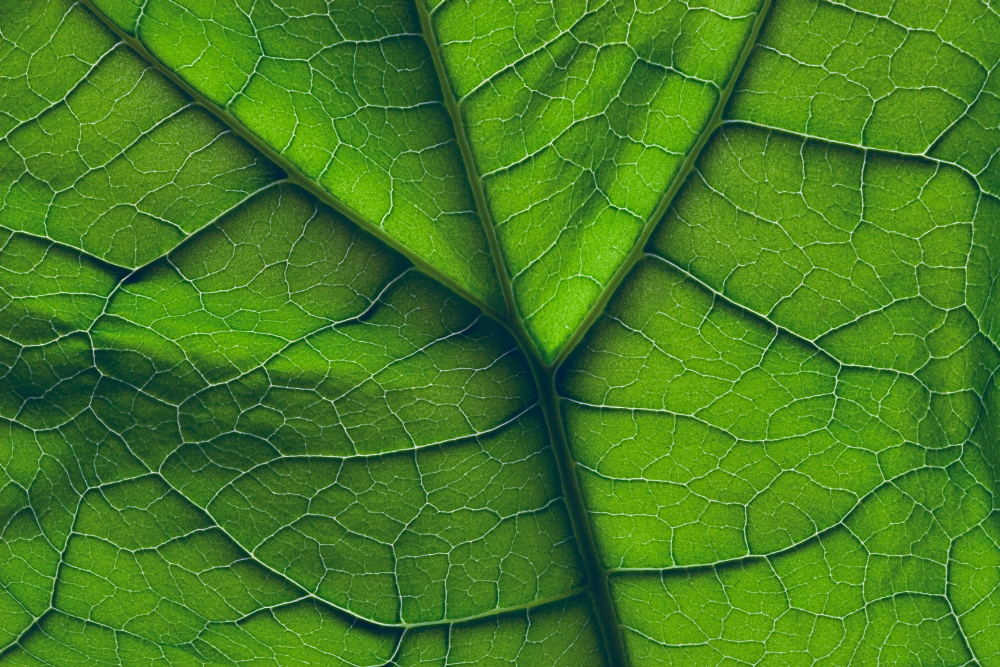 Close-up Of A Leaf Poster Print By Don Hammond, 34 X 22 - Large