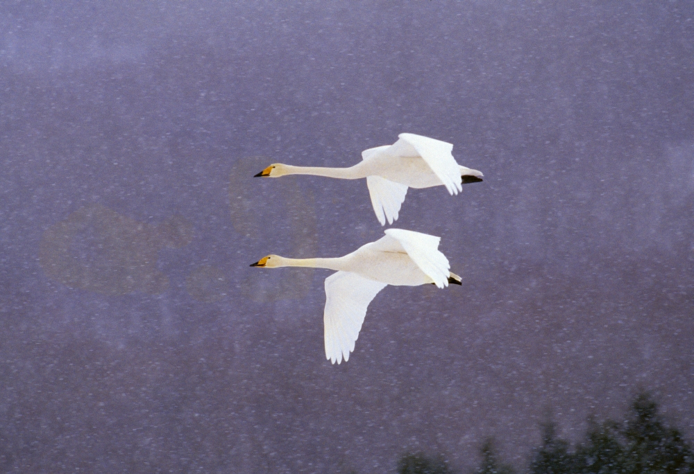 Whooper Swans Flying in Falling Snow Poster Print by Natural Selection Anita Weiner - 36 x 24 - Large