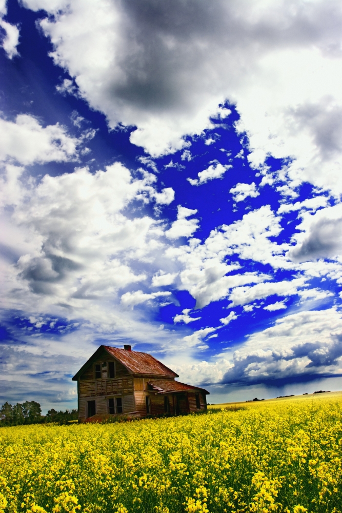 Abandoned Farmhouse In A Canola Field Poster Print By Don Hammond, 11 X 17