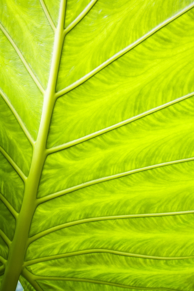 Close-up Of A Leaf Poster Print By Steven Raniszewski, 22 X 34 - Large
