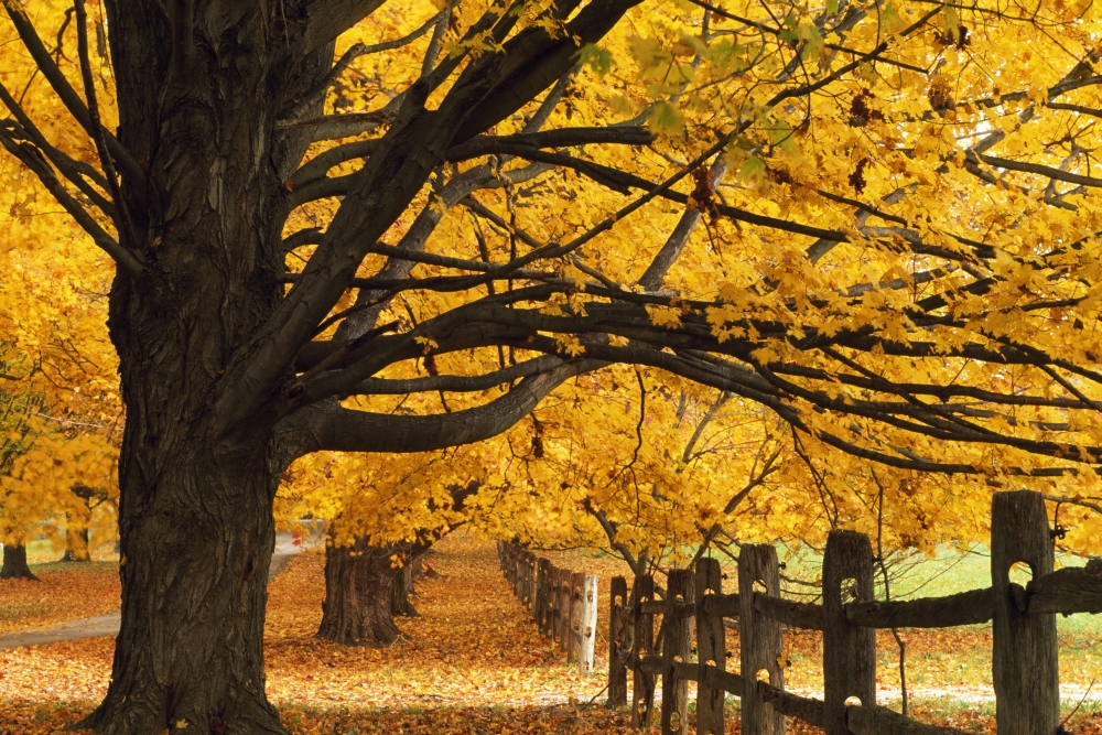 Trees in Autumn Poster Print - 36 x 24 - Large