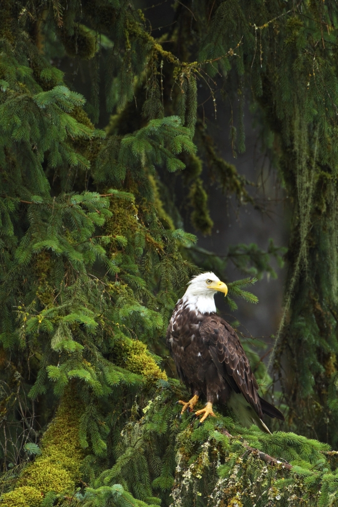 DPI1823554 Eagle in The Woods Poster Print by Richard Wear, 11 x 17