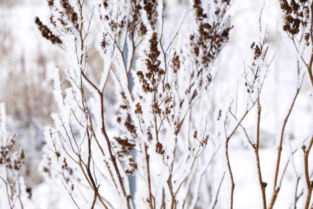 Plants in Winter Poster Print by David Chapman - 36 x 24 - Large