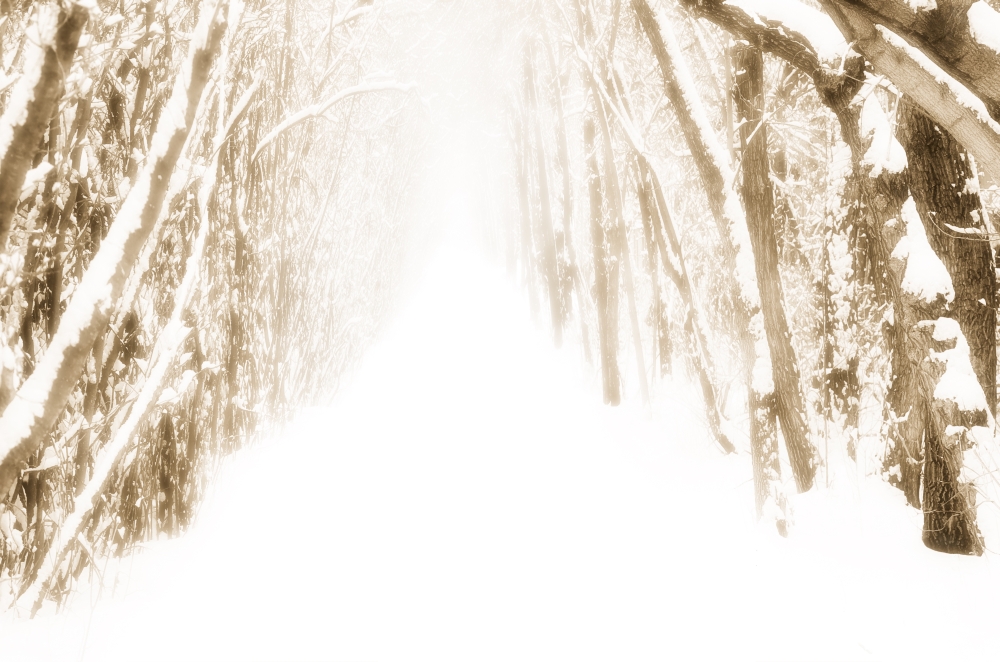 DPI1829978LARGE Snow-Covered Path in Forest Poster Print by Chris & Kate Knorr, 36 x 24 - Large
