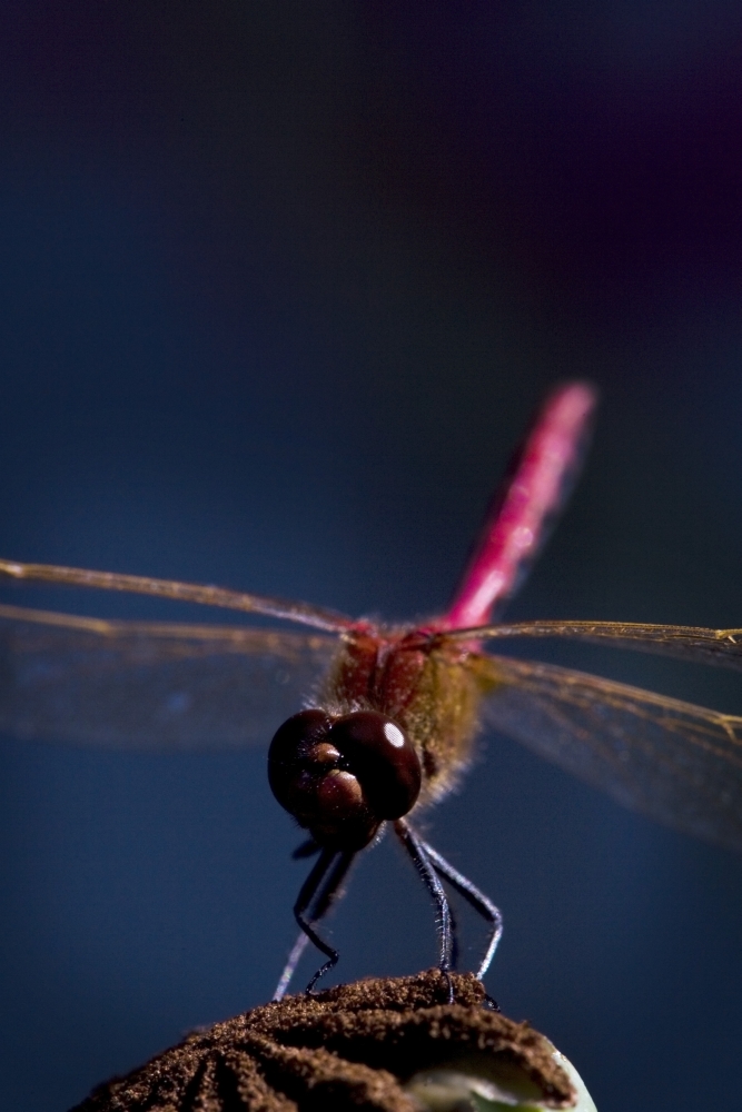 Close Up Of A Dragonfly Poster Print By Richard Wear, 24 X 36 - Large