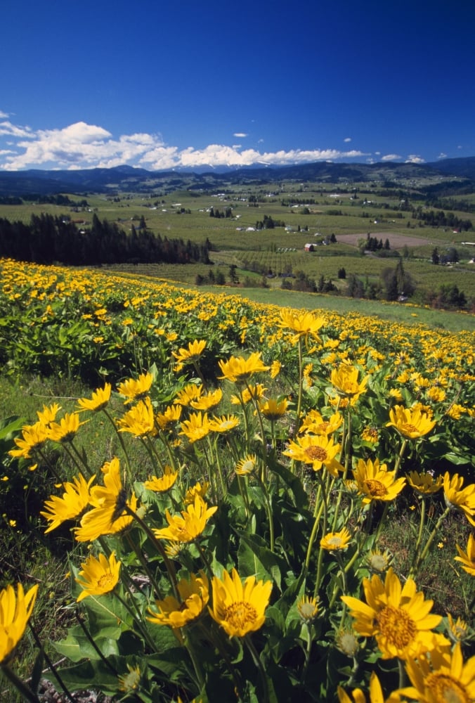 UPC 714224117016 product image for Yellow Flowers Blooming Hood River Valley Mount Hood Poster Print by Natural Sel | upcitemdb.com