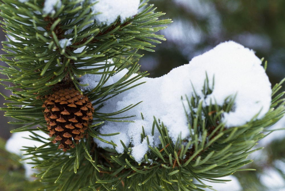 DPI1788343LARGE Snow On A Tree Poster Print by Natural Selection Craig Tuttle, 36 x 24 - Large