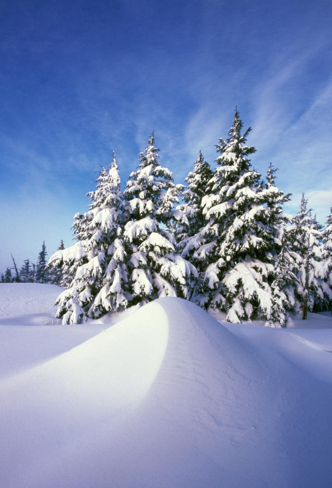 DPI1788450LARGE Snow-Covered Pine Trees Poster Print by Natural Selection Craig Tuttle, 24 x 36 - Large