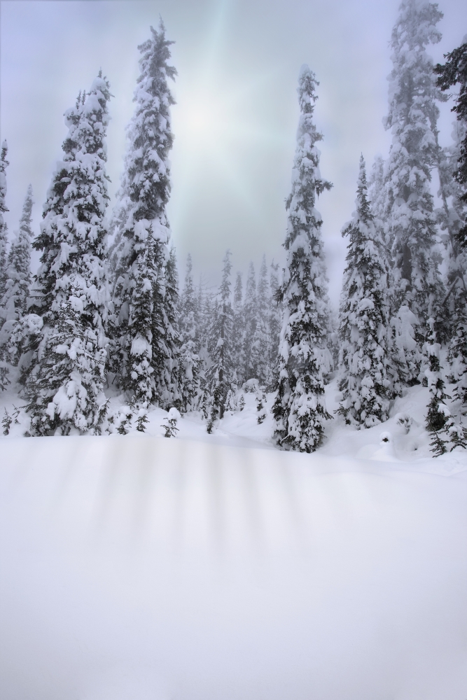 Snow Covered Forest Poster Print by Carson Ganci, 11 x 17