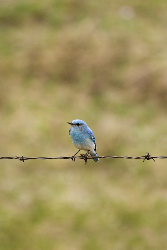 DPI1831866 Mountain Bluebird On A Fence Wire Poster Print, 11 x 17