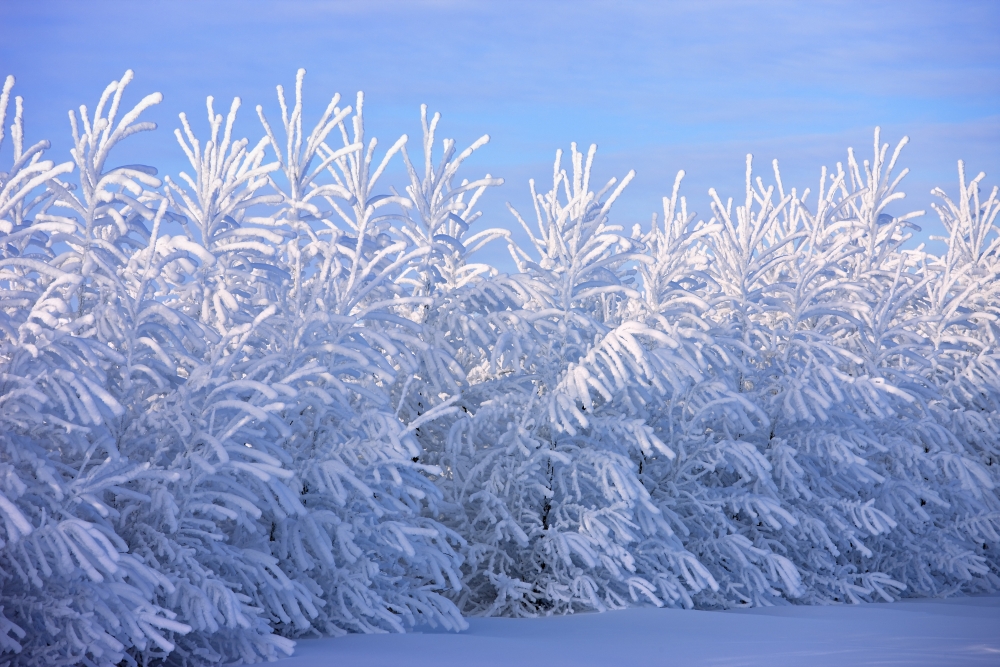 DPI1832720LARGE Covered in Snow Poster Print, Large - 36 x 24