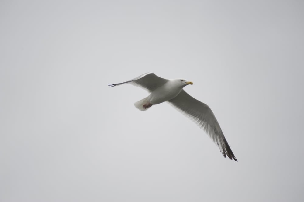 UPC 714224175962 product image for Lake of The Woods Ontario Canada - Gulls Over The Lake Poster Print - Large  | upcitemdb.com