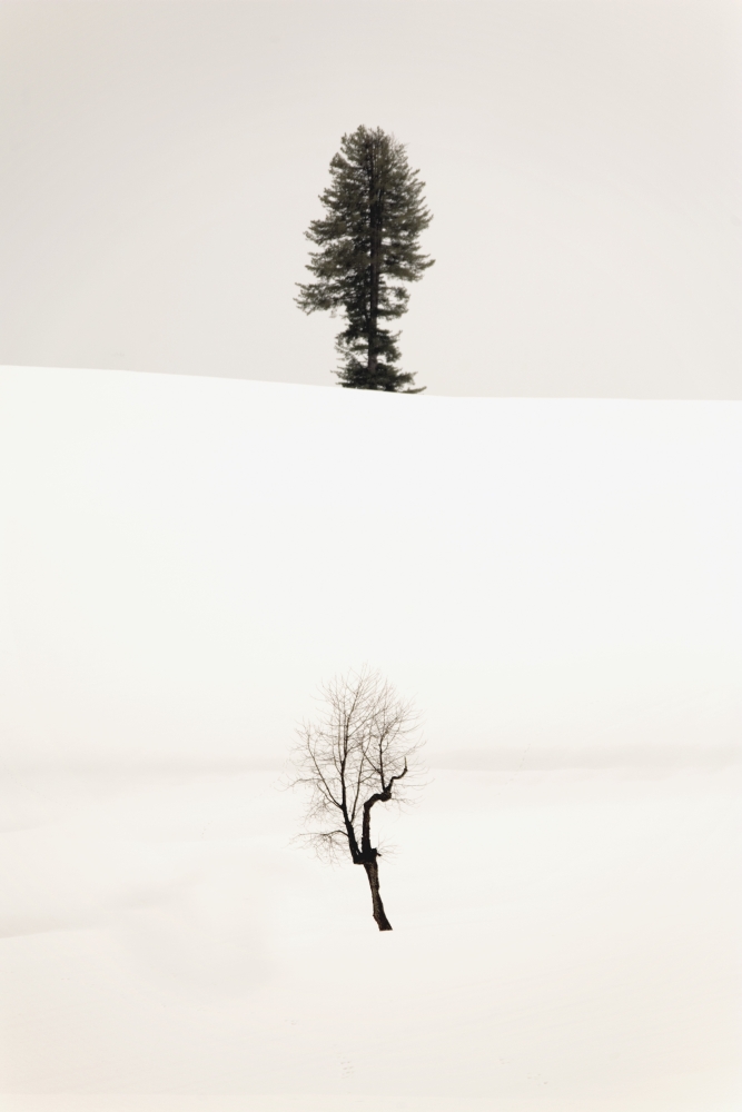 DPI1854883LARGE Trees in The Snow Poster Print, Large - 24 x 38